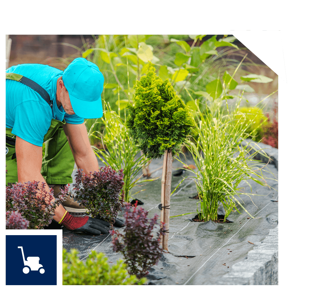 Person gardening, planting shrubs and small trees on a landscaped plot covered with black fabric.