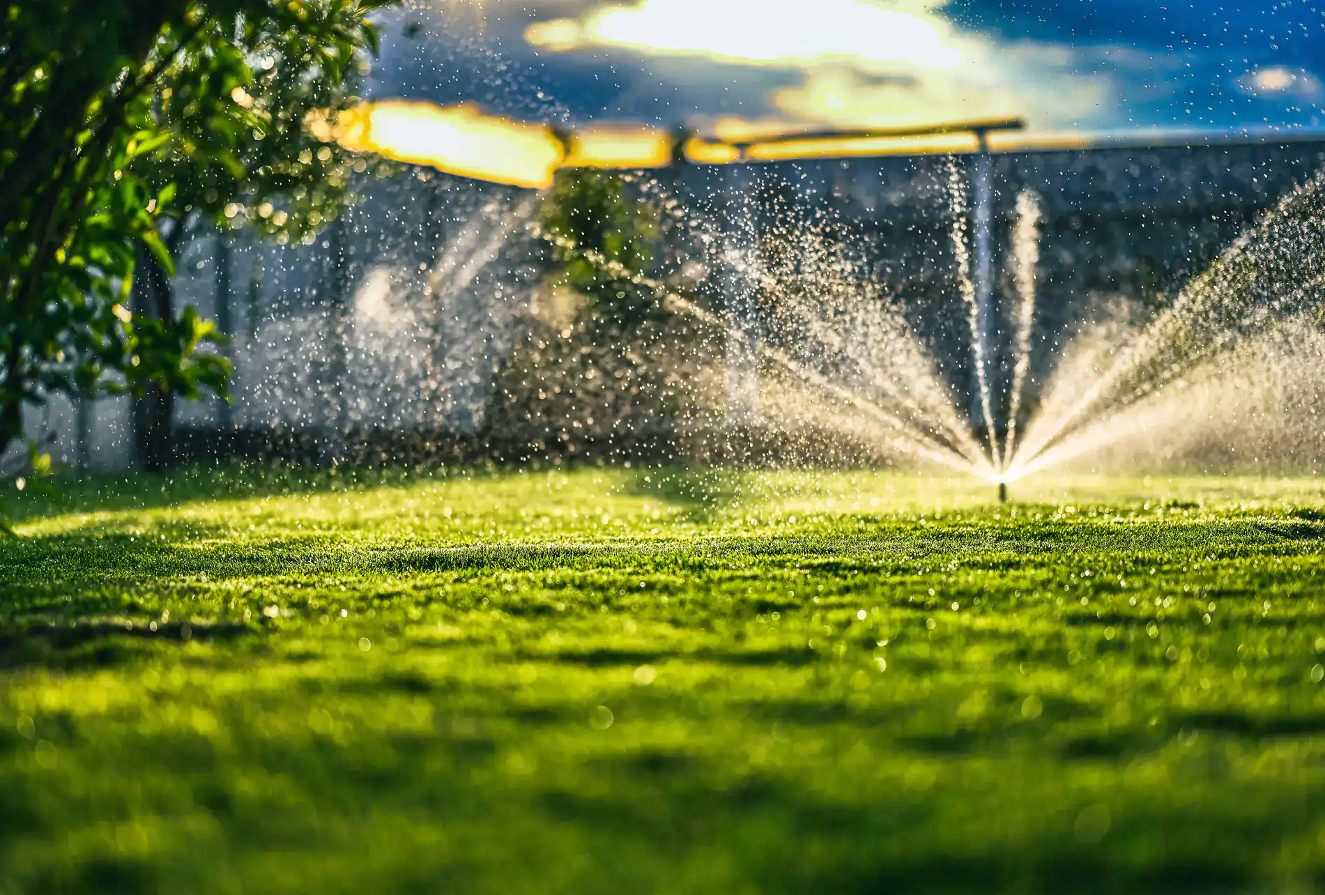 A sprinkler waters a lush green lawn in a backyard with a concrete wall and trees, while sunlight creates a warm, glowing atmosphere in the background.