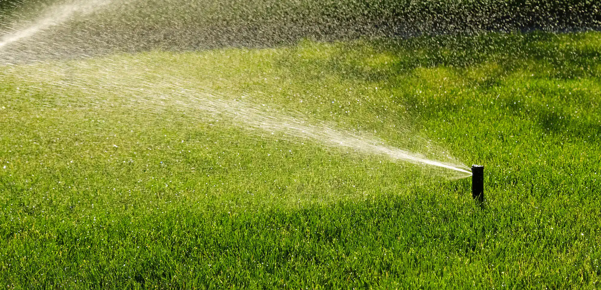 A sprinkler sprays water over a lush, green lawn on a sunny day, creating a fine mist and keeping the grass well-watered.