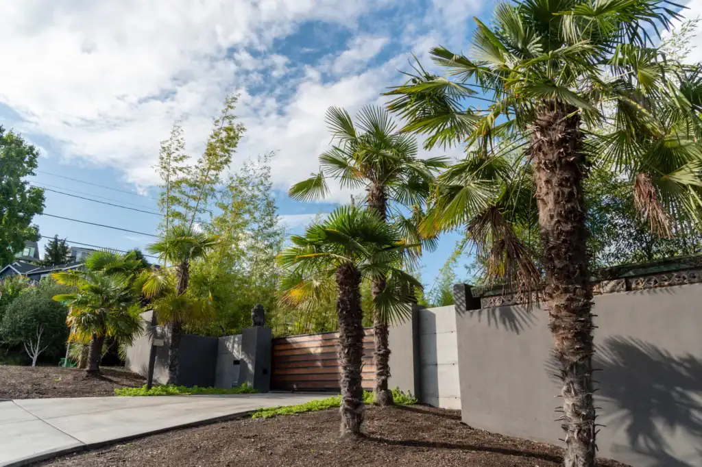 Palm trees line a modern driveway with a wooden gate and gray concrete walls, under a partly cloudy sky, creating a lush, tropical feel in a residential area.